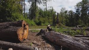Best Tree Preservation Services  in Lancaster, PA