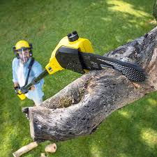  Lancaster, PA Tree Care Pros
