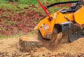 Trusted Lancaster, PA Tree Care Experts