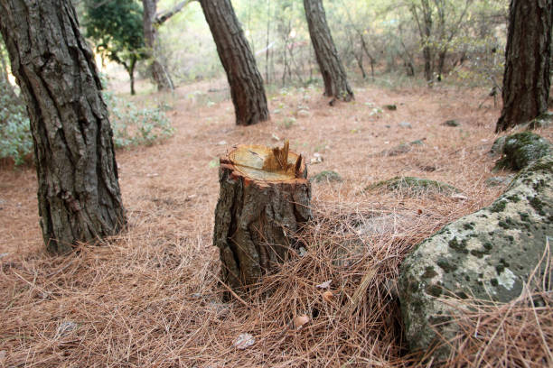 Best Tree Disease Treatment  in Lancaster, PA