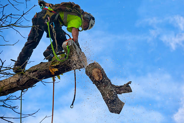 Best Root Management and Removal  in Lancaster, PA